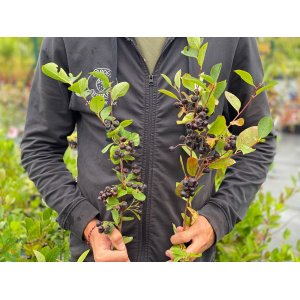 Arónia čerešňolistá (Aronia prunifolia) ´NERO´ - výška 40-60 cm; kont.C2L